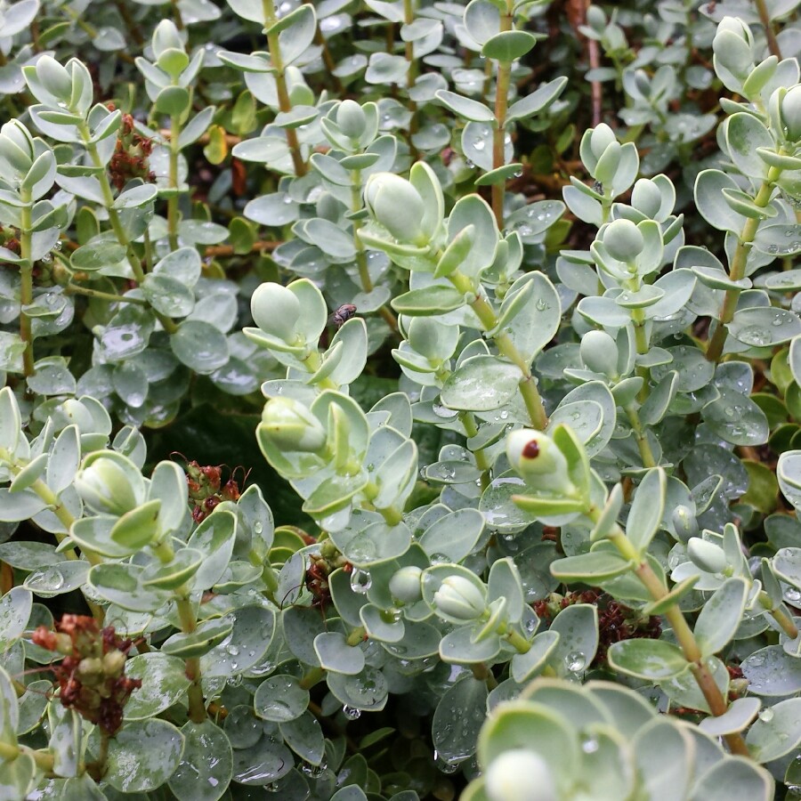 plant image 165812