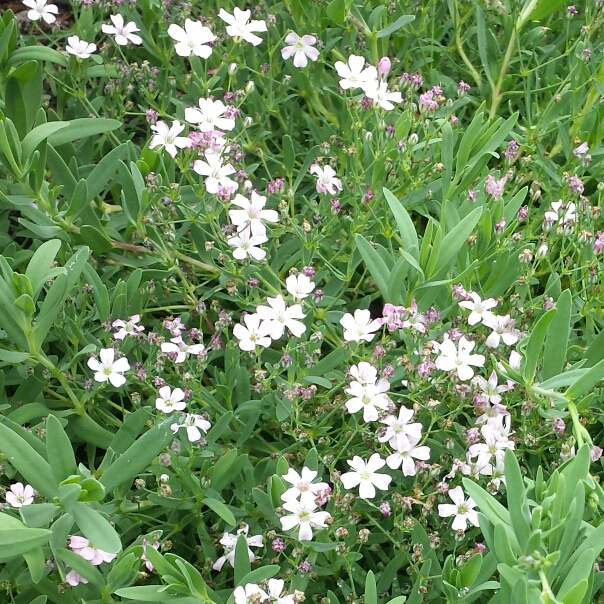 plant image 192607