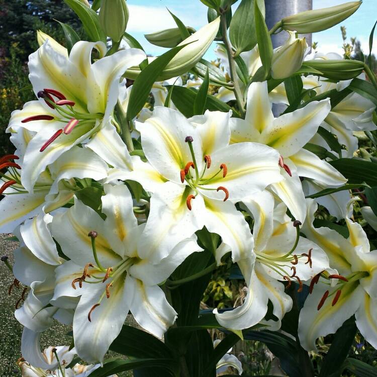 plant image 205425