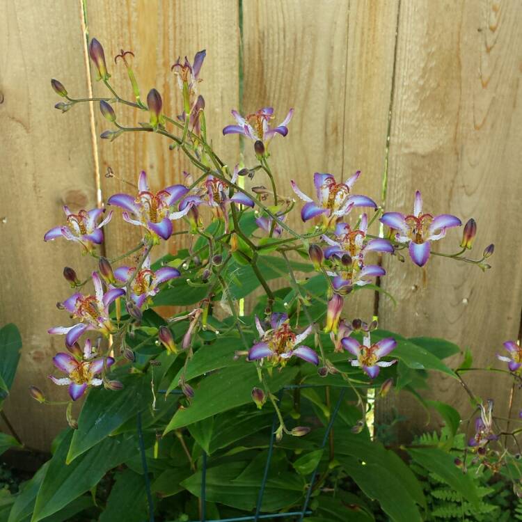 plant image 217530