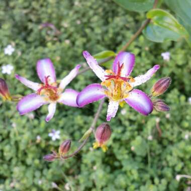 Tricyrtis 'Taipei Silk'