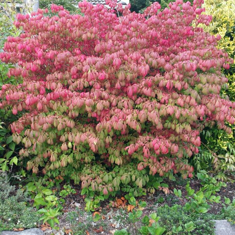 Plant image Euonymus alatus