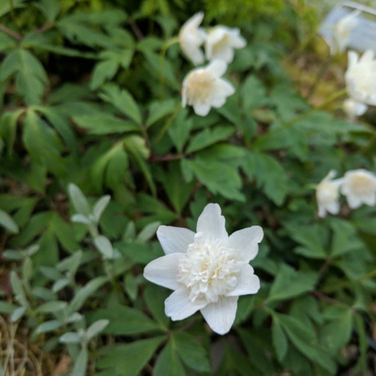 plant image 395582