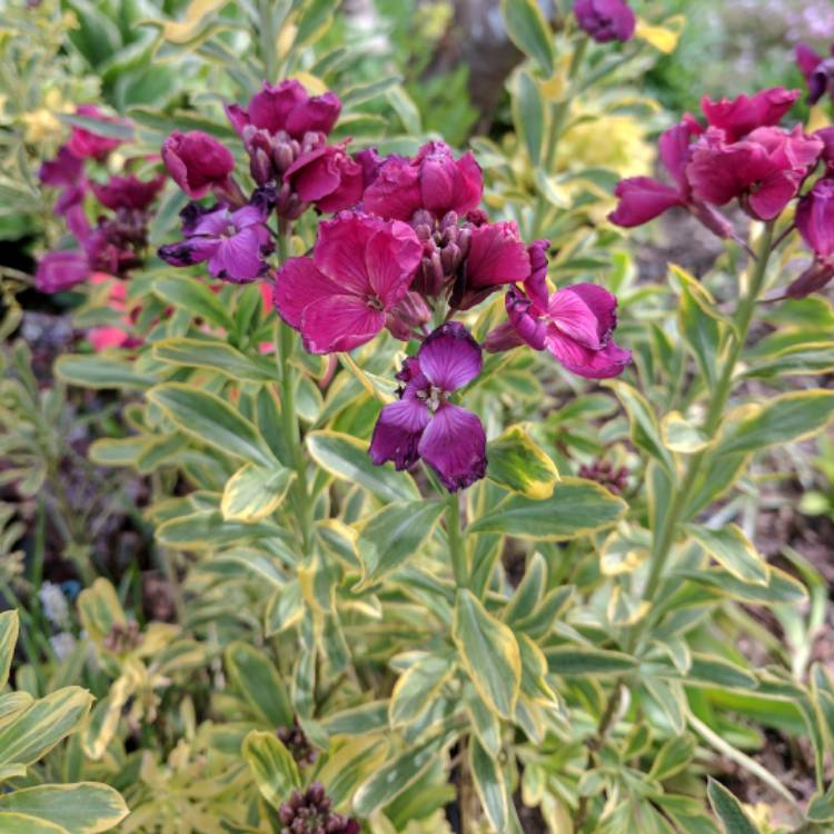 Plant image Erysimum 'Honeyberry'