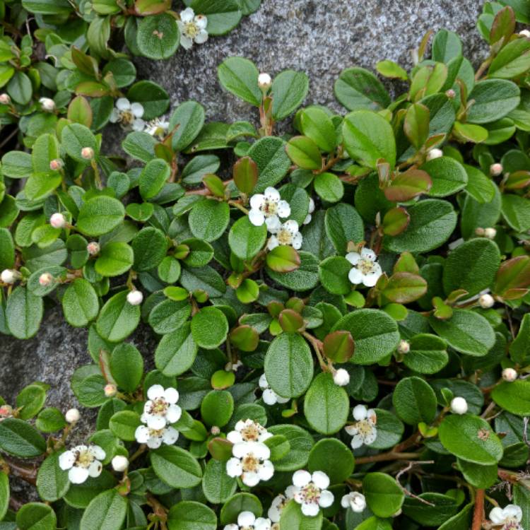 Plant image Cotoneaster dammeri