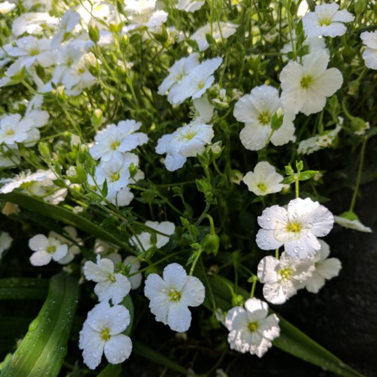 Plant image Arenaria montana 'Avalanche'