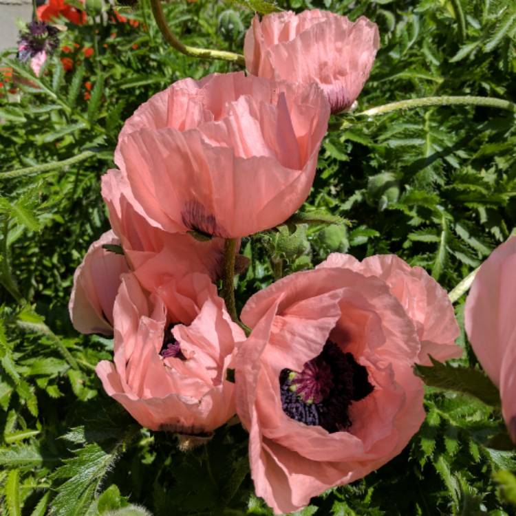 plant image 426662