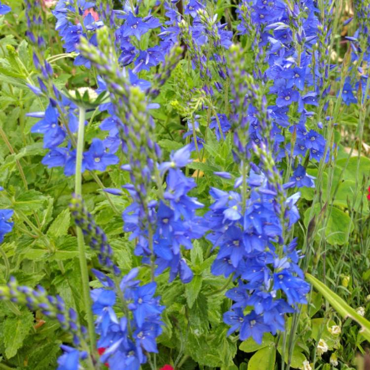 Plant image Veronica hybrid 'Christy'