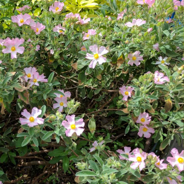 plant image 433866