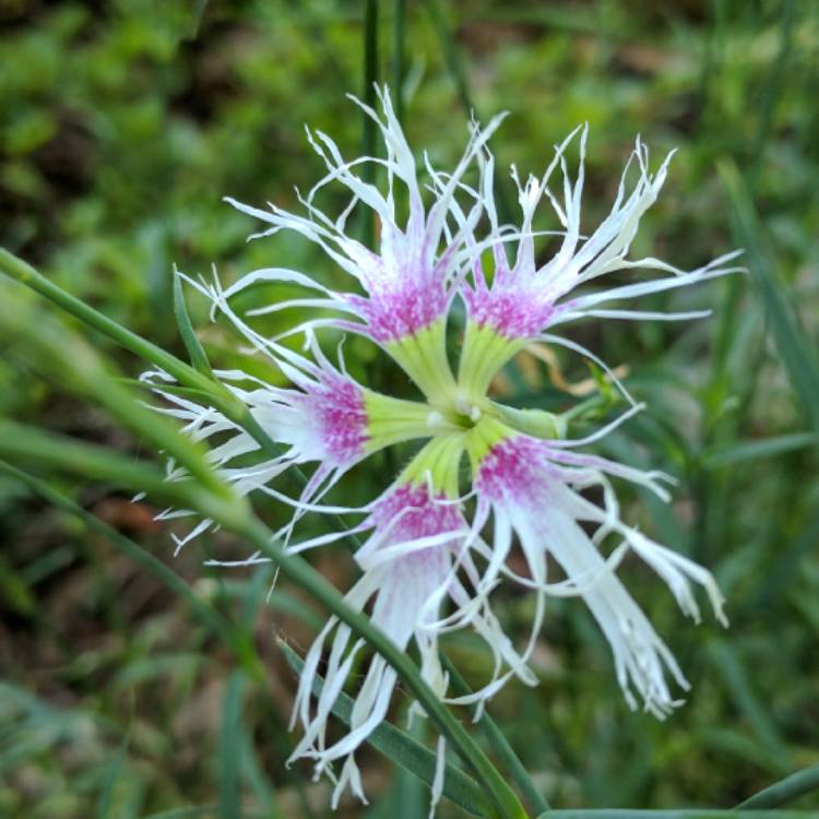 Plant image Dianthus 'Rainbow Loveliness Mix'