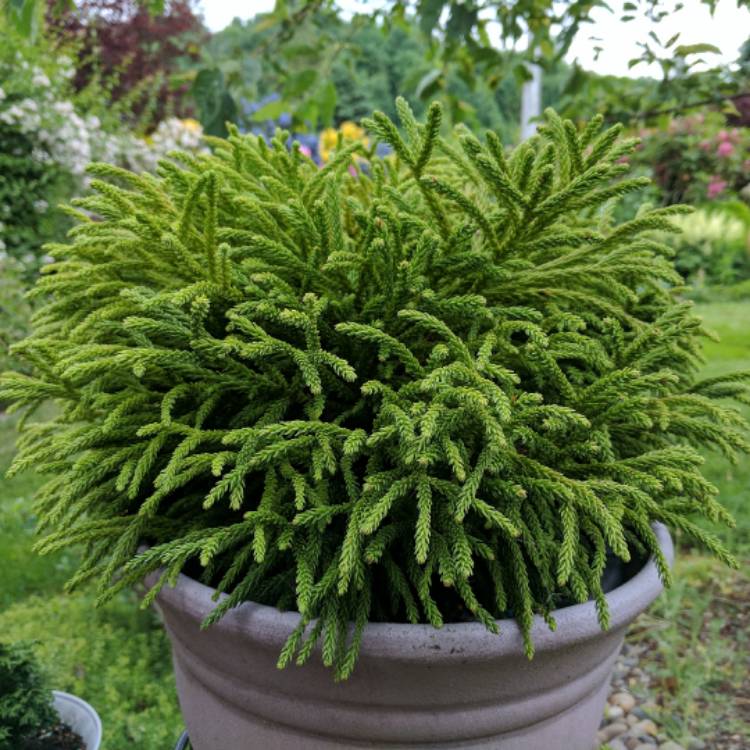 plant image 439113