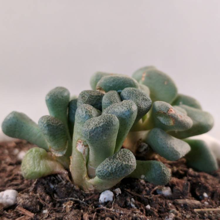 Plant image Aloinopsis schooneesii
