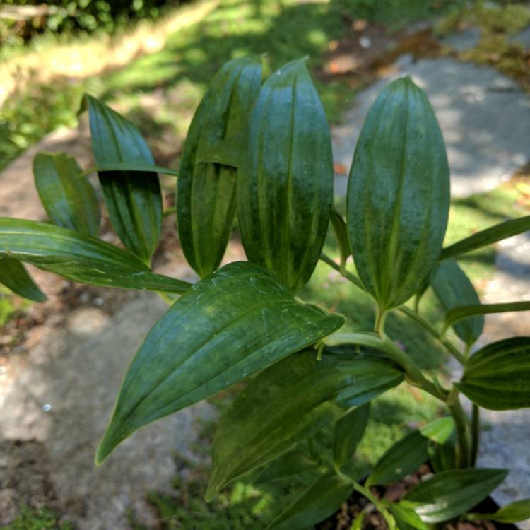 Plant image Disporopsis pernyi 'Sichuan Jade'