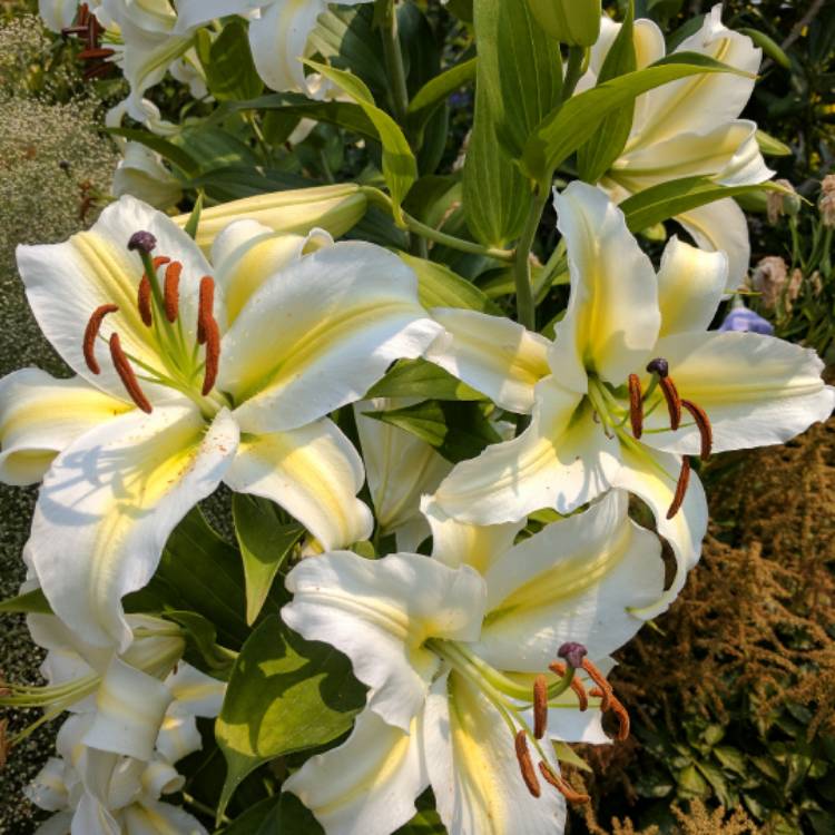 plant image 512089