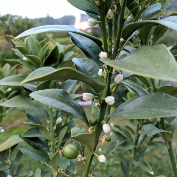 plant image 546577