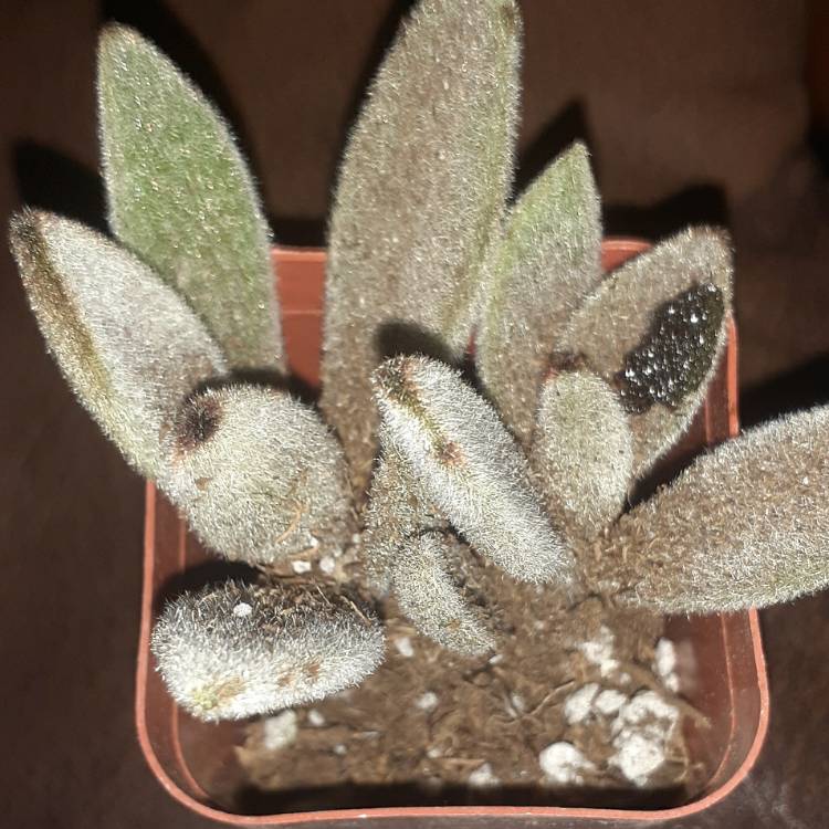 Plant image Kalanchoe tomentosa 'Black Tie'