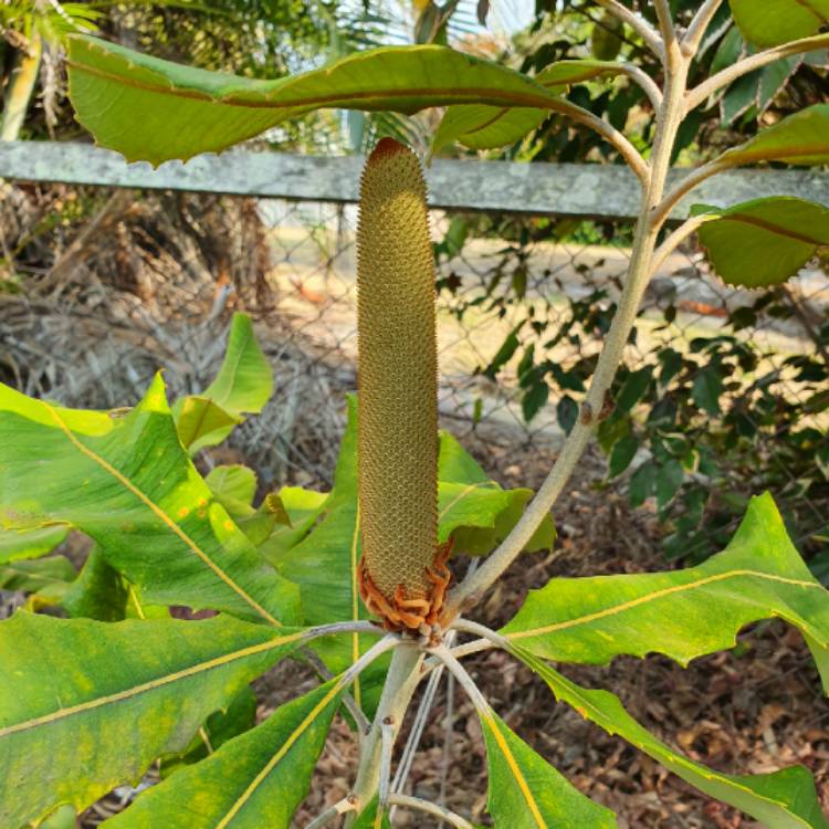 Plant image Banksia