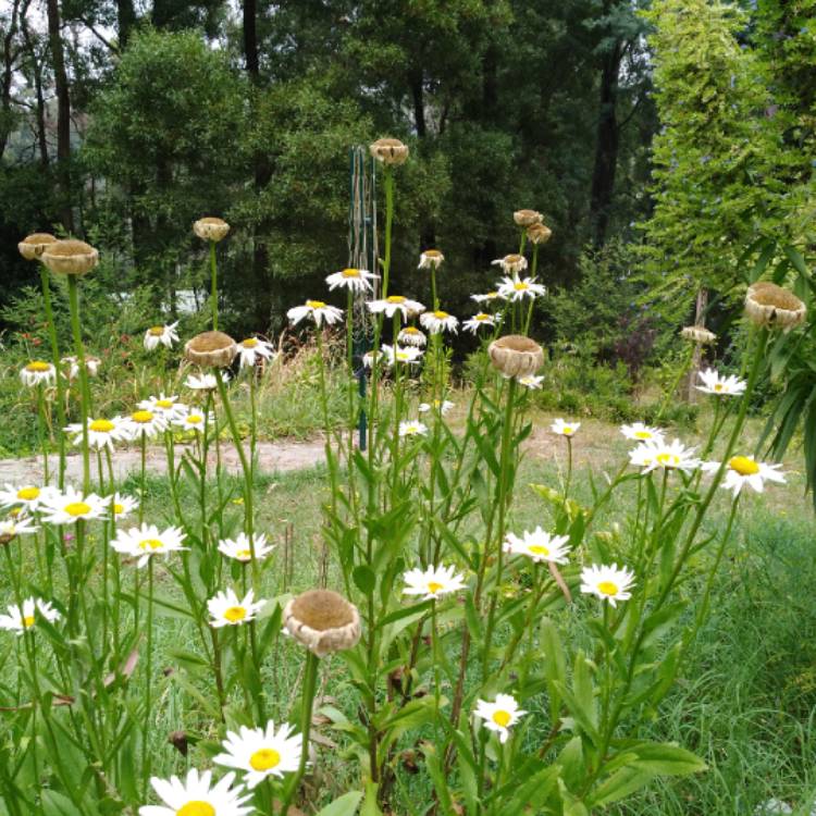 Plant image Heliopsis helianthoides 'Loraine sunshine'