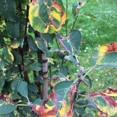 Amelanchier alnifolia