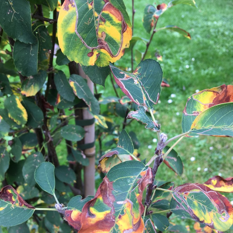 Plant image Amelanchier alnifolia