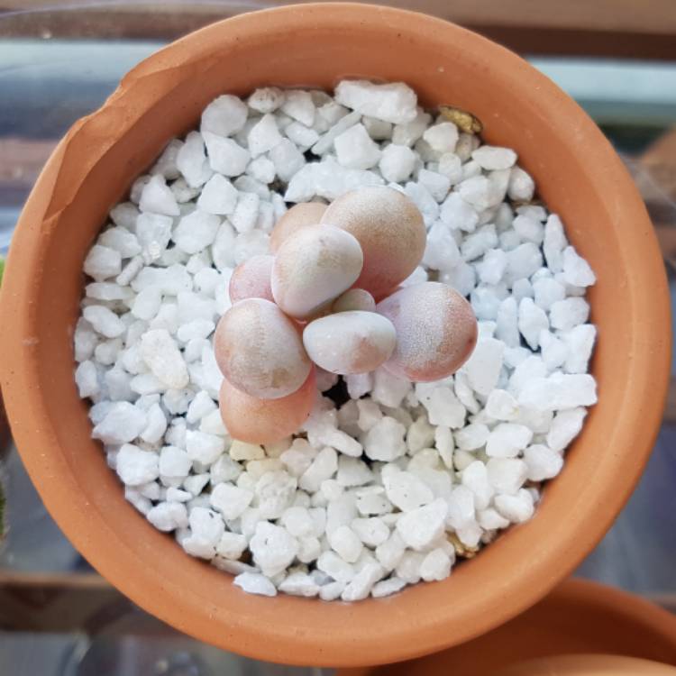 plant image 1097438