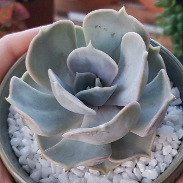 plant image 1107359