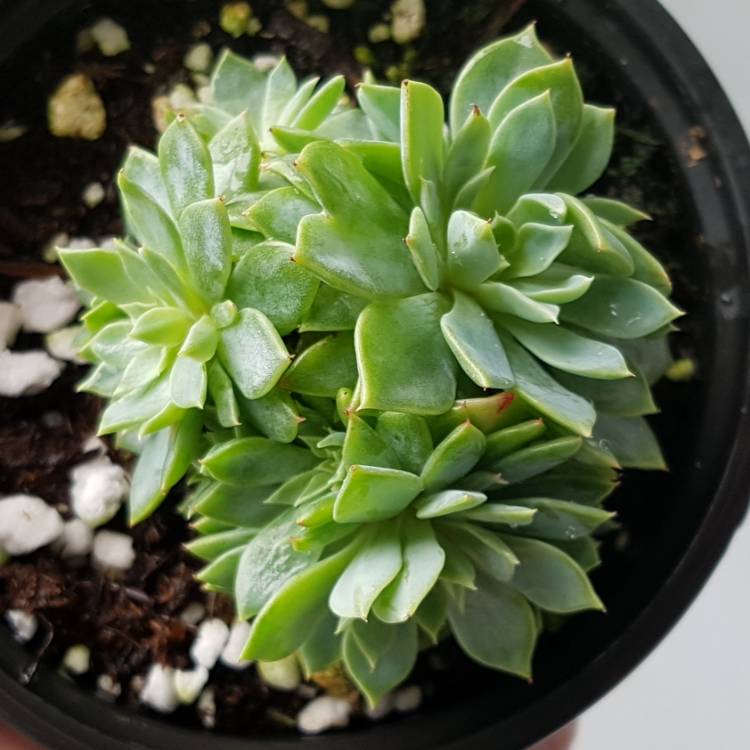 plant image 1110977