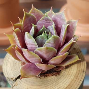 Hen And Chicks