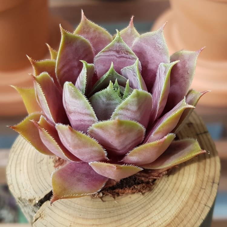 plant image 1111513