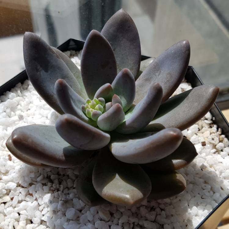 plant image 1115594