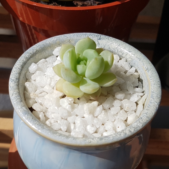 plant image 1135414