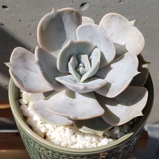 plant image 1135416