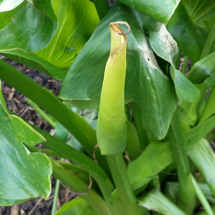 Plant image Zantedeschia 'White Flirt'