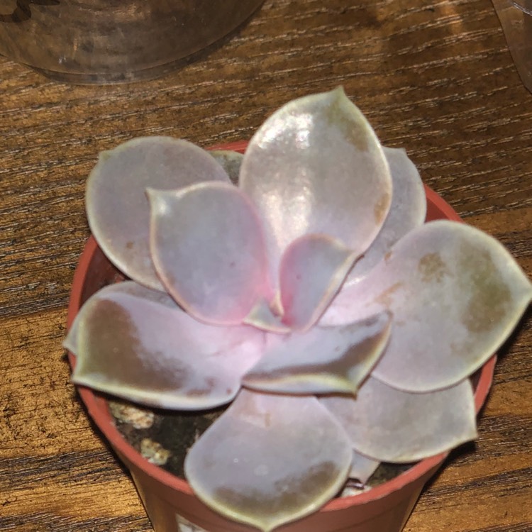 plant image 662073 plant image 662073