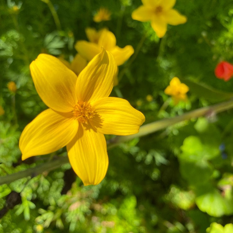 Plant image Bidens ferulifolia