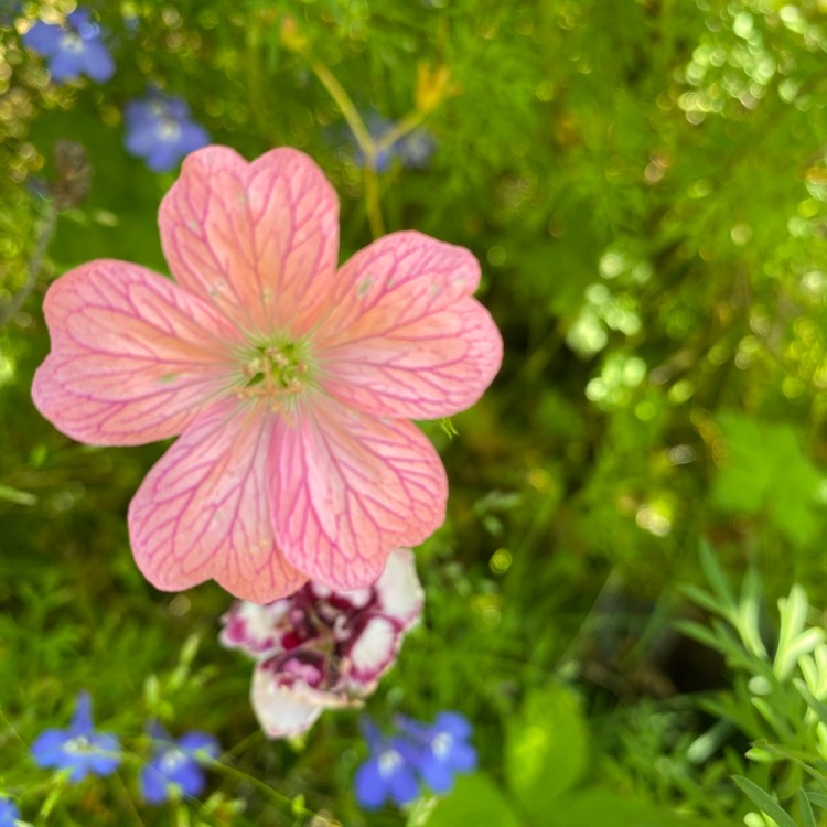 Plant image Geranium x oxonianum 'A.T. Johnson'