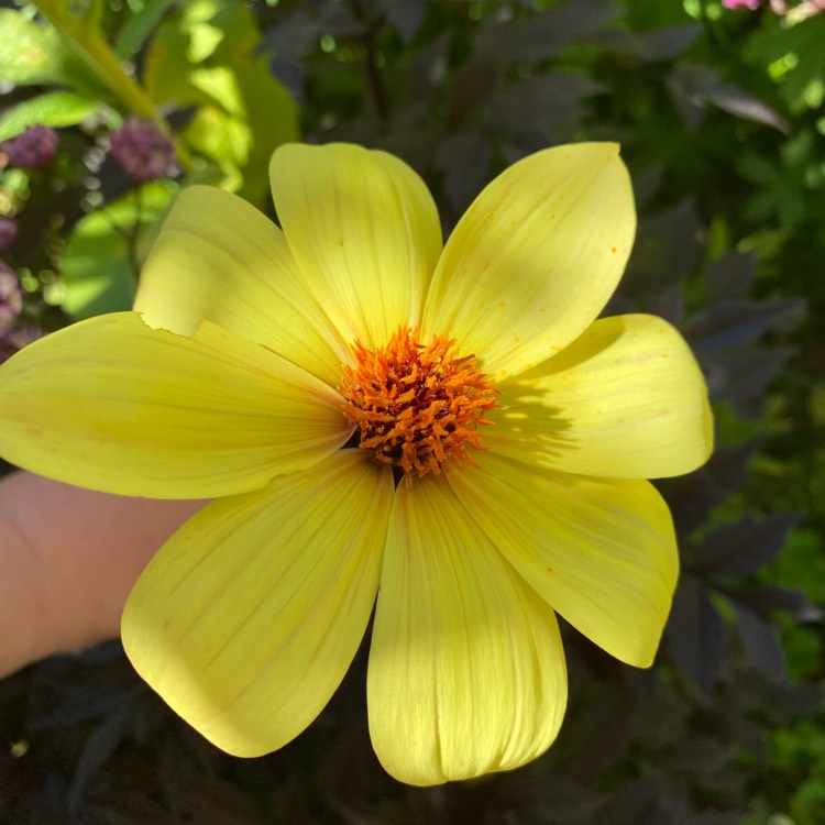 Plant image Dahlia 'Clarion'