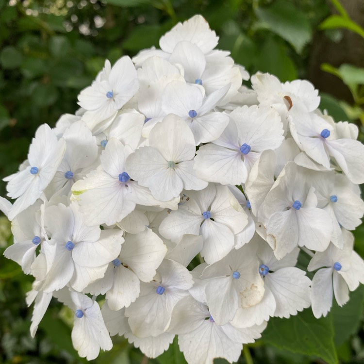 Plant image Hydrangea macrophylla 'Mme Emile Mouillère'