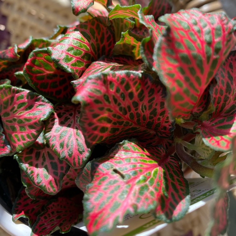 Plant image Fittonia agyroneura 'Mini Red Vein'
