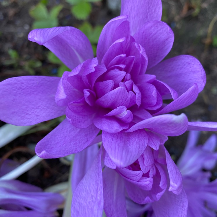 Plant image Colchicum 'Waterlily'