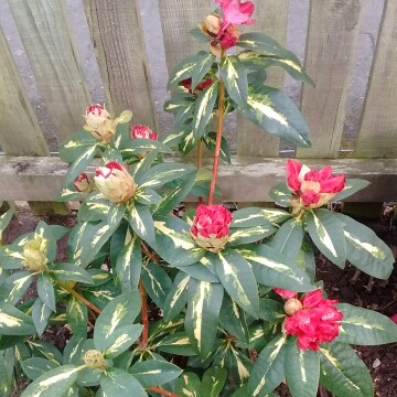 Plant image Rhododendron 'President Roosevelt'