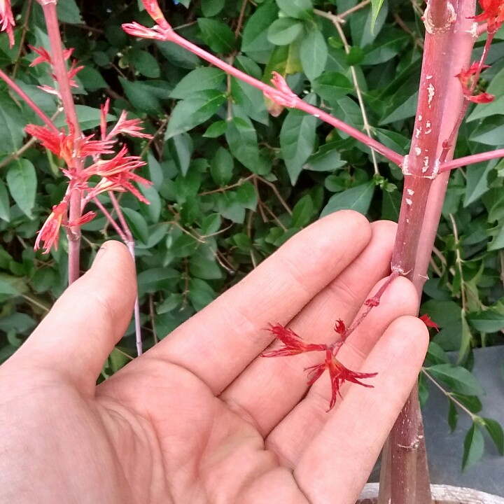 Japanese Maple