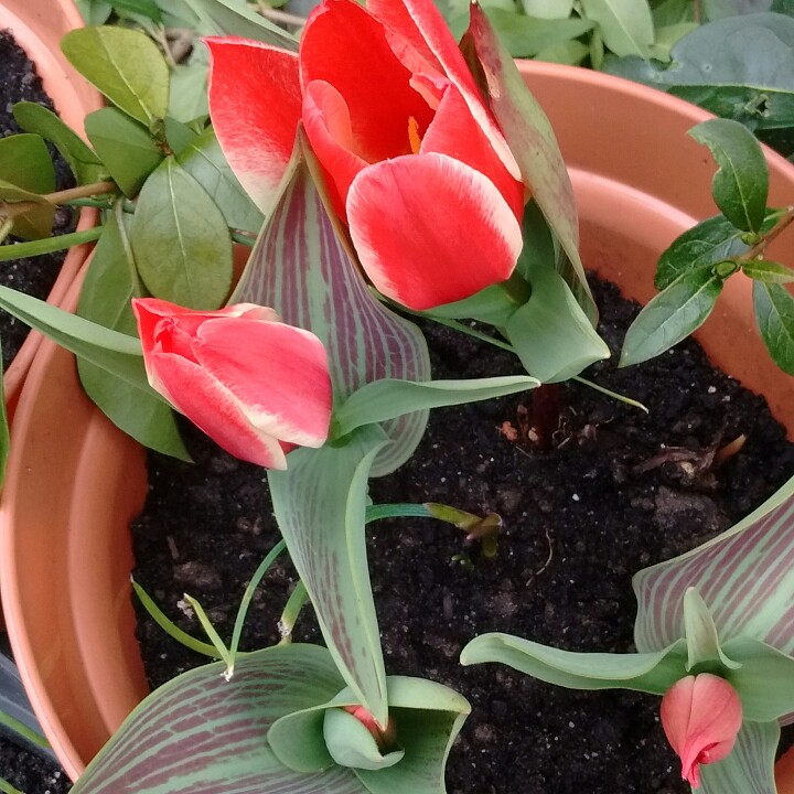 Sarah's garden