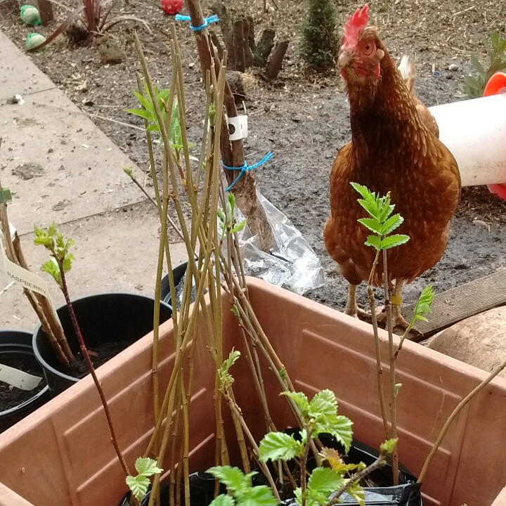 Sarah's garden