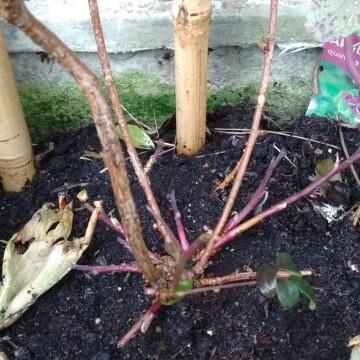 plant image 33649