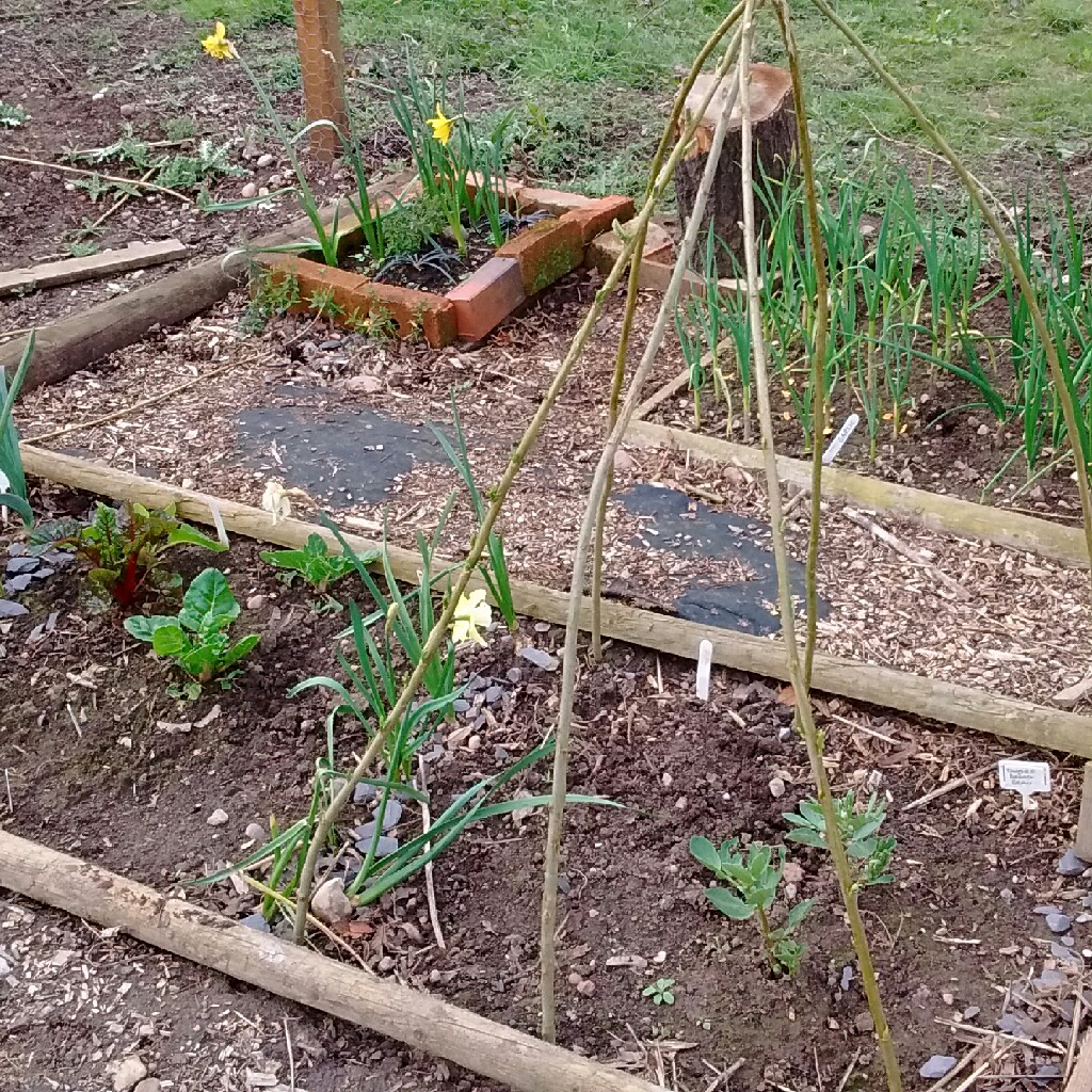 Sarah's garden