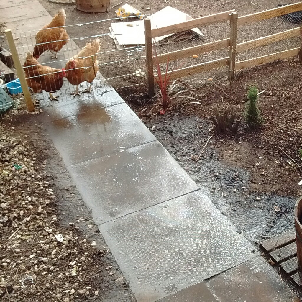 Sarah's garden