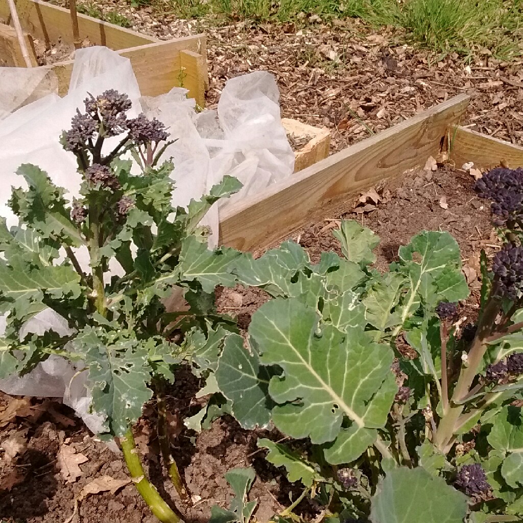 Broccoli