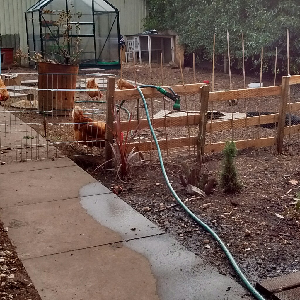 Sarah's garden