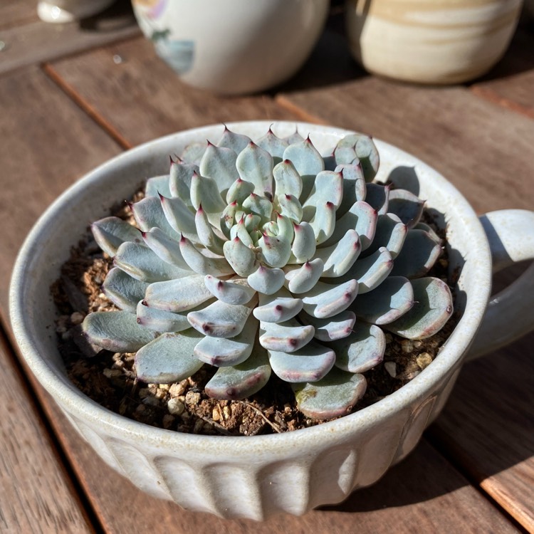 plant image 1621103 plant image 1621103